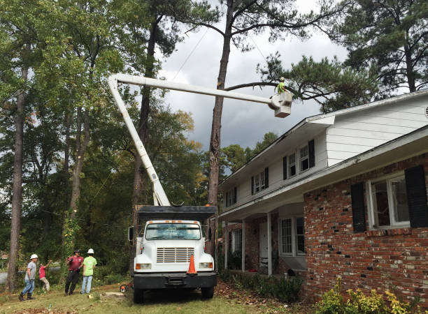 How Our Tree Care Process Works  in  Mcchord Af, WA